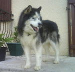 Satan ( décédé le 14/08/10 ) :'( - Husky Sibérien Mâle (17 ans)
