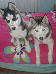 Kyra y Jagger - Husky Sibérien