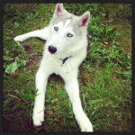 Indiana Of Watson Lake - Husky Sibérien Mâle (5 mois)