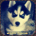 Prince - Husky Sibérien Mâle (11 mois)