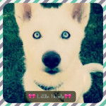 Nicole - Husky Sibérien (1 an)