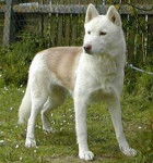 Husky Sibérien - Husky Sibérien