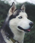 Husky Sibérien - Husky Sibérien