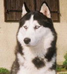 Husky Sibérien - Husky Sibérien