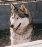 Husky Sibérien - Husky Sibérien