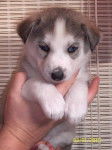 Mika - Husky Sibérien (2 mois)