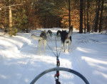 Ride en traineau - Husky Sibérien