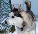Alaska - Husky Sibérien