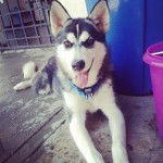 Miss Dasha Wolf - Husky Sibérien (1 an)