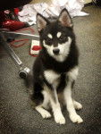loki - Husky Sibérien Mâle (9 mois)