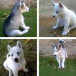 Luna - Husky Sibérien (4 mois)