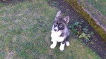 Unsere Angel 2 - Husky Sibérien (2 ans)
