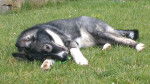 Angel Bild 4 - Husky Sibérien (2 ans)