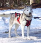 Maya - Husky Sibérien (3 ans)