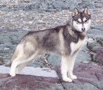 Max - Husky Sibérien (3 ans)