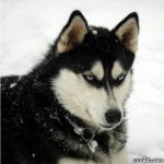 Max - Husky Sibérien Mâle (3 ans)
