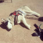 Apolo - Husky Sibérien Mâle (3 ans)