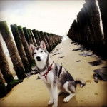 Apolo - Husky Sibérien Mâle (3 ans)