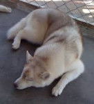 Sasha - Husky Sibérien Mâle (1 an)