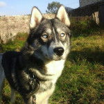 Joker - Husky Sibérien Mâle (1 an)