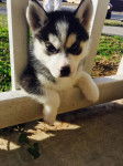 Chispa - Husky Sibérien (6 mois)