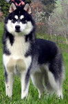 siberian husky buck - Husky Sibérien