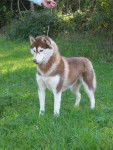 husky siberien ushuaïa - Husky Sibérien