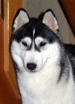 sibérian husky kity (Husky de Sibérie) - Husky Sibérien