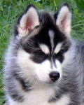 sibérian husky a little rusk - Husky Sibérien