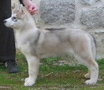 siberian husky appaloos - Husky Sibérien
