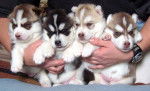 siberian husky mes 4 bébés - Husky Sibérien