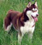 sibérian husky sokynawa - Husky Sibérien