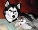 siberian husky ivanouka et sokynawa - Husky Sibérien