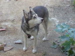 Solitaire - Husky Sibérien Mâle (10 ans)