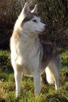 siberian husky priska - Husky Sibérien