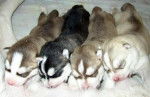 siberian husky les bébés de priska - Husky Sibérien