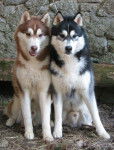 siberian husky - Husky Sibérien