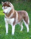 siberian husky - Husky Sibérien