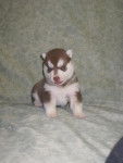 siberian husky - Husky Sibérien