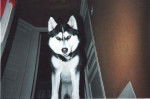 siberian husky, Imaok - Husky Sibérien