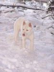 Neige - Husky Sibérien (2 ans)