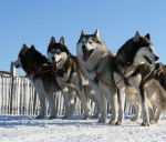 Julie Emilie Emilie et maeva - Husky Sibérien (1 an)