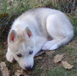 husky siberien fleche - Husky Sibérien
