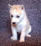 husky siberien fleche - Husky Sibérien