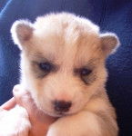 husky siberien elsa et ewoky et ma fleche - Husky Sibérien