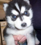 Husky Siberien Yuna - Husky Sibérien