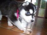 Husky Siberien Yuna - Husky Sibérien