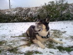 Titou - Husky Sibérien Mâle (10 ans)