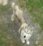 husky sibérien - Husky Sibérien