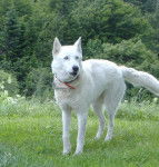 Jessy 14 ans - Husky Sibérien (14 ans)